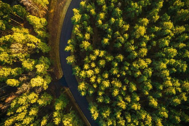 Letecký pohled na borový les, silnice obklopená borovicemi shora - Fotografie, Obrázek