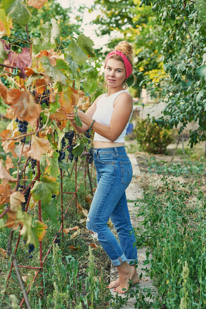 cosechando en el jardín, la niña recoge uvas y manzanas
 - Foto, Imagen
