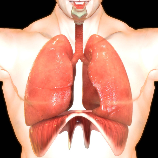 ανθρώπινα πνευμόνια ψηφιακή απεικόνιση σε μαύρο φόντο - Φωτογραφία, εικόνα