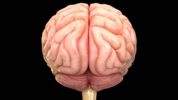 human brain digital illustration on black background - Foto, Imagen