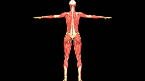 İnsan Sindirim Sistemi 'nin 3 boyutlu tasviri Büyük Bağırsak Anatomisi - Fotoğraf, Görsel