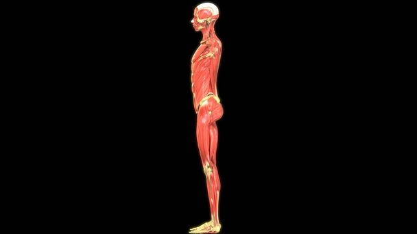 3D Kuva ihmisen ruoansulatuskanavan paksusuolen anatomia - Valokuva, kuva