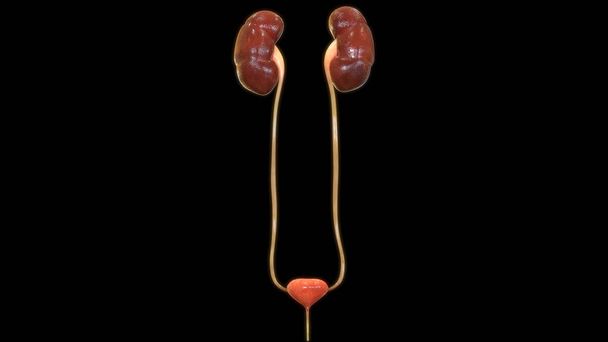 黒い背景に人間の腎臓と膀胱デジタルイラストレーション - 写真・画像