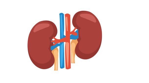 Kidney. Human anatomy icon design medical - Illustration - Photo, Image