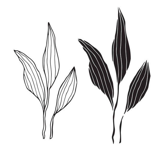 Leaves Vectordecoration. Hand drawn print. Interior sticker leaf design. Silhouette and line art logo - Διάνυσμα, εικόνα