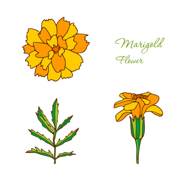 Marigold flower isolated on white background. Botanical ilustration for logo. Marigold calendula flower - Vector, imagen