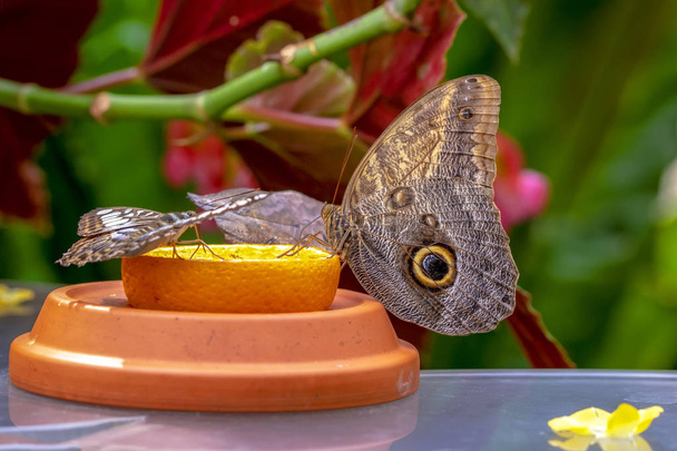 Modrá Morpho Morpho peleides, Velký motýl sedí na zelených listech, krásný hmyz v přírodní stanoviště - Fotografie, Obrázek