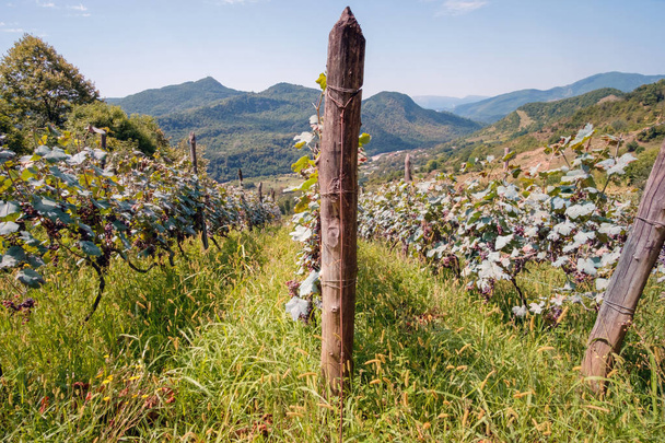 Виноградник в высокогорном регионе
  - Фото, изображение