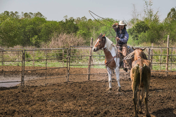 Cowboys a cavallo stanno gettando corda per catturare le mucche
  - Foto, immagini