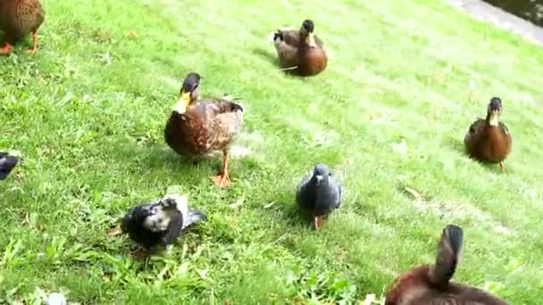 halka açık bir parkta çimenler üzerinde çalışan ördek sürüsü - Video, Çekim