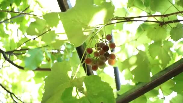 fekete szőlő a szőlő-ágon a nap süt - Felvétel, videó