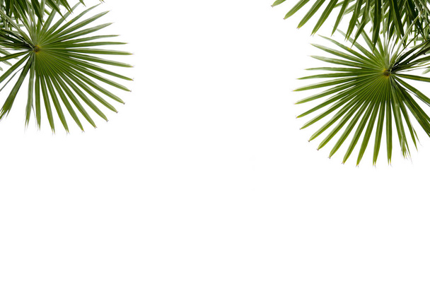 foglia verde palma isolata su sfondo bianco. - Foto, immagini