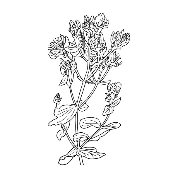 Hypericum perforatum, St. johns worth. Herbal hand drawn engraving illustration, minimalism style. silhouette - Vecteur, image