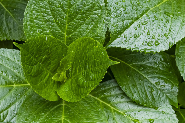  close up big leaf hydrangea flower in nature. - Zdjęcie, obraz