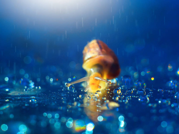 Cute little snails on the mushroom. A closeup. Beautiful background. - Photo, Image