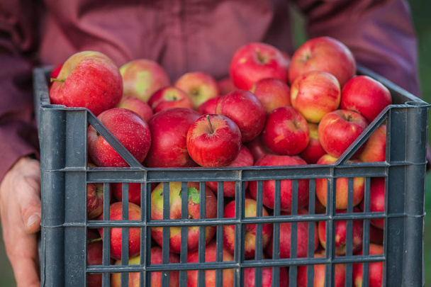 Autumn harvest of red apples in a basket, under a tree in the garden, on a blurry background - Photo, Image