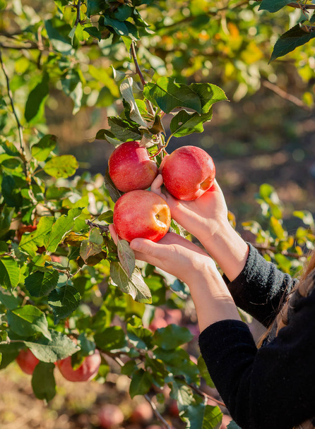 Autumn harvesting apples. White female hand takes an apple from an apple tree. - Valokuva, kuva