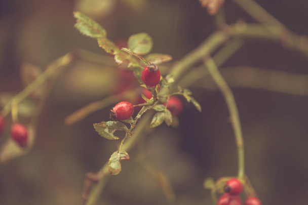 Hagebutten rote Früchte an einem regnerischen Herbsttag - Foto, Bild