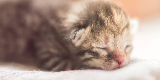 Sevimli tabby yenidoğan kedi uyku, bebek hayvan uyku closeup - Fotoğraf, Görsel