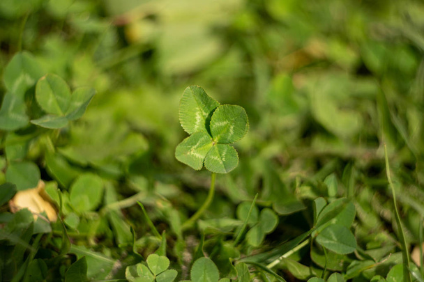 Vierblättriges Kleeblatt auf der Wiese - ein Glückssymbol. Ein seltener Fund im grünen Gras des August - Foto, Bild