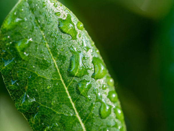 Макрофотография зеленого листа с брызгами росы на нем
 - Фото, изображение