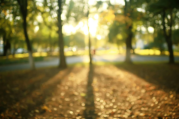 beautiful autumn park landscape / forest, trees in yellow foliage, autumn landscape, leaf fall - Фото, зображення