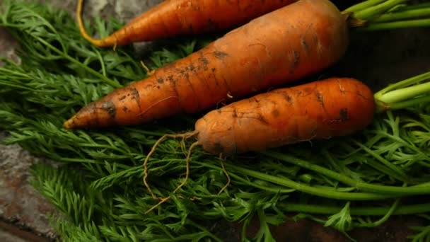 крупним планом кадри стиглої моркви, що лежить на сільському столі
 - Кадри, відео