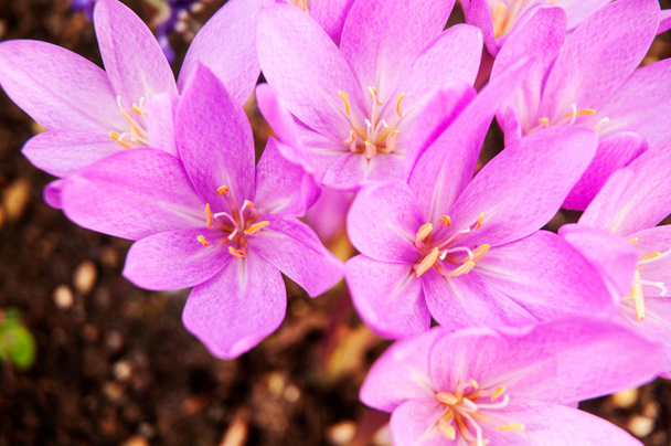 ροζ άνθη φθινοπωρινού φθινοπώρου σε έντονο ηλιακό φως - Φωτογραφία, εικόνα