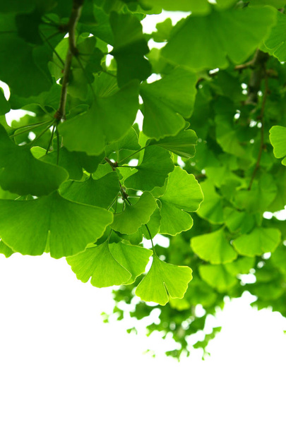 Ginkgo biloba vihreät lehdet puussa. Ginkgo Biloba Puu Lehdet kevyellä taivaalla. - Valokuva, kuva