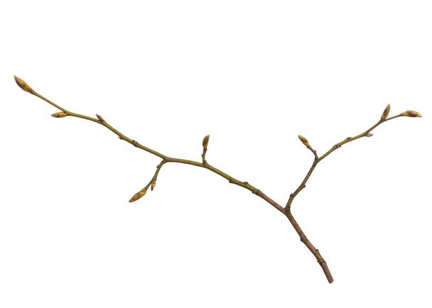 Spring tree branch on white - Photo, Image