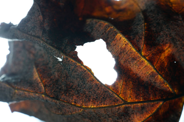 Blätter, die der Herbst von den Bäumen weht - Foto, Bild
