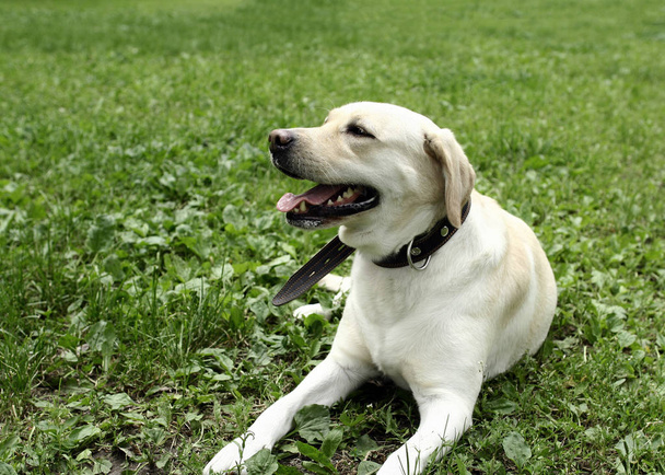 Active, smiling and happy purebred labrador retriever dog lying outdoors in green grass park on sunny summer day - Фото, изображение