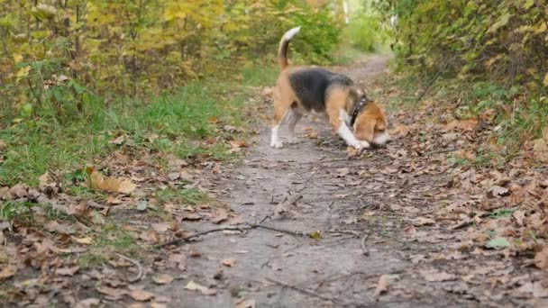 Beagle dog playing with a stick - Materiał filmowy, wideo