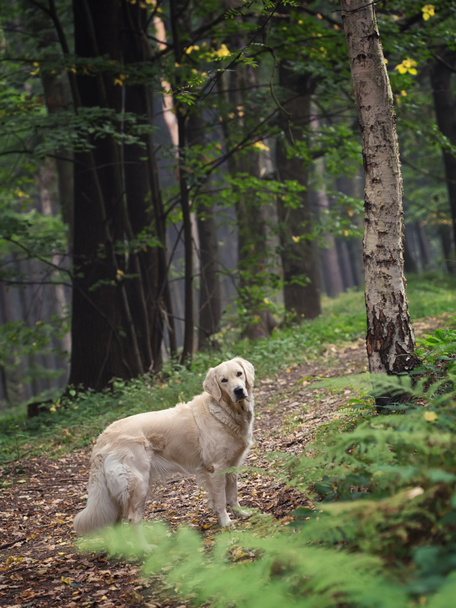 σκύλος στο δάσος - Φωτογραφία, εικόνα