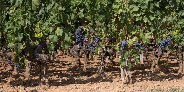 Bordeaux bunch of grape in medoc France vineyard in web header template banner - Photo, Image