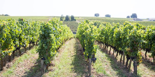Vines and vineyards wine producing area of Bordeaux region France - Photo, Image