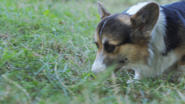 süße tricolor walisische Corgi pembroke Hund, der draußen im Gras spaziert - Filmmaterial, Video