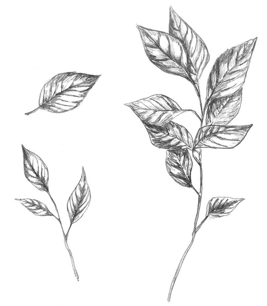 Set of sketches. Illustrations of branch and leaf - Fotoğraf, Görsel