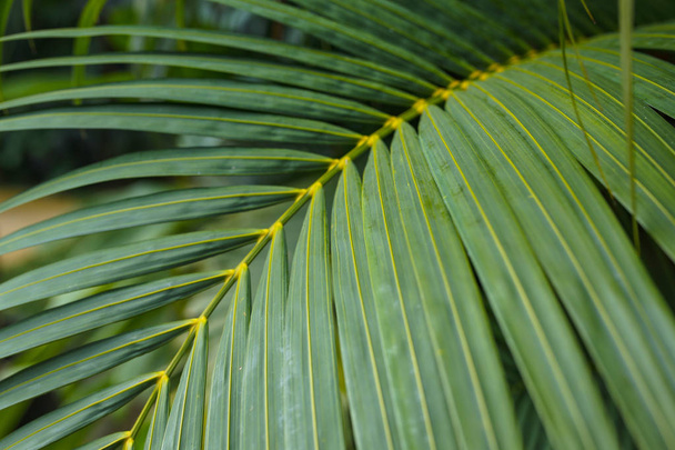 palm leaf background - Foto, imagen