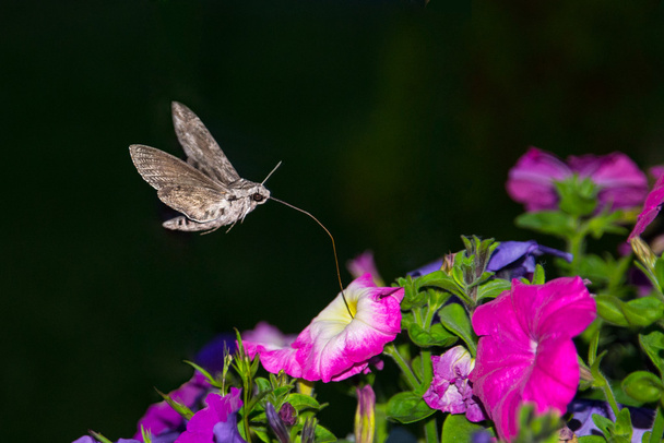 Privet Hawk Moth, Sphinx ligustri - Photo, Image