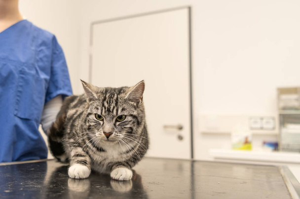 Cat in the veterinary practice is examined by the veterinarian - Foto, afbeelding