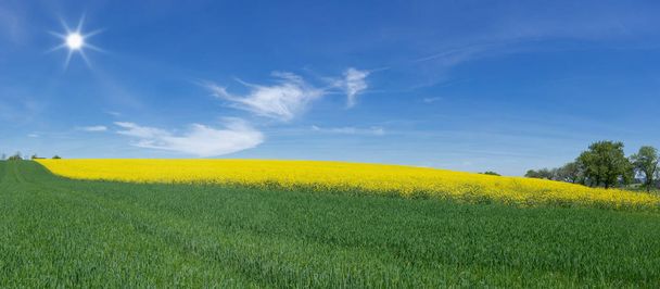 Panorama van een jong groen graanveld met een geel bloeiende raapzaad veld achter in de zon - Foto, afbeelding