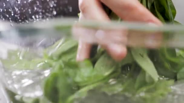 Hands washing spinach. Slow motion - Filmati, video