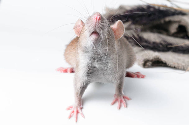 Ruskea rotta katsoo katsojaa valkoisella taustalla
 - Valokuva, kuva