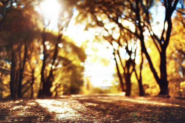 autumn park sun landscape / seasonal autumn landscape in a yellow park, sun rays at sunset in October - 写真・画像
