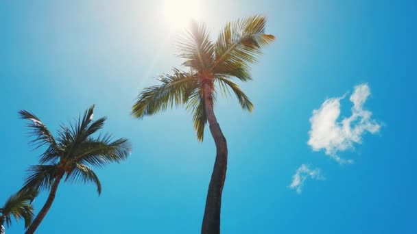 низькокутний вид на кокосові дерева в сонячний день, пляж Сент-Томас, Віргінські острови. - Кадри, відео