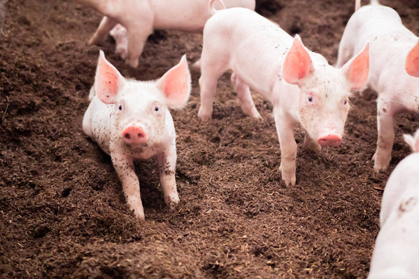 Πολλά γουρούνια περπατούν πάνω στο άχυρο σε ένα βιολογικό χοιροστάσιο. Αγροτική - Φωτογραφία, εικόνα