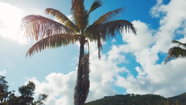 Güneşli bir günde düşük açılı hindistan cevizi ağacı manzarası Virgin Adaları 'ndaki St. Thomas plajı. - Video, Çekim