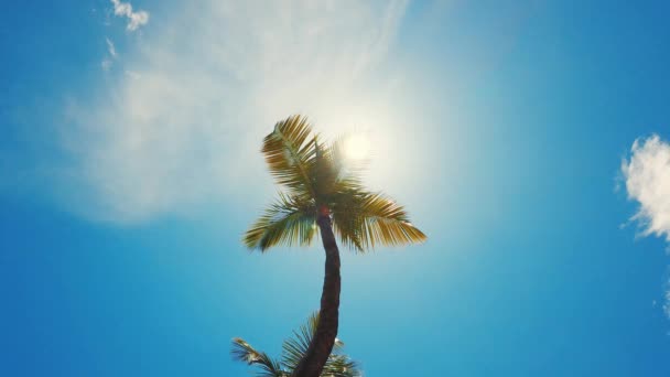 laag uitzicht op kokosbomen op zonnige dag, strand St Thomas, Maagdeneilanden - Video