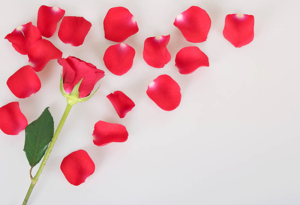 Mooie rode roos isoleren witte achtergrond - Foto, afbeelding